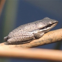 Litoria olongburensis at Toolara Forest, QLD - 28 Dec 2014 12:00 PM