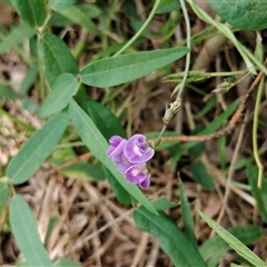 Glycine tabacina (Variable Glycine) at Orangeville, NSW - 29 Jan 2025 by belleandjason