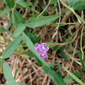 Glycine tabacina at Orangeville, NSW - 29 Jan 2025 12:50 PM