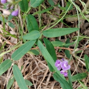 Glycine tabacina at Orangeville, NSW - 29 Jan 2025 12:50 PM