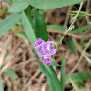 Glycine tabacina at Orangeville, NSW - 29 Jan 2025 12:50 PM