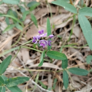 Glycine tabacina at Orangeville, NSW - 29 Jan 2025 12:50 PM