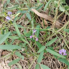 Glycine tabacina at Orangeville, NSW - 29 Jan 2025 12:50 PM
