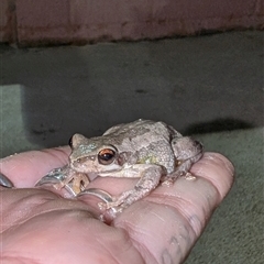 Litoria quiritatus (Screaming Tree Frog) at Nicholls, ACT - 29 Jan 2025 by caseypyne