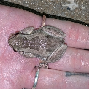 Litoria quiritatus at Nicholls, ACT - Yesterday 12:21 AM