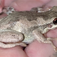 Litoria quiritatus at Nicholls, ACT - Yesterday 12:21 AM