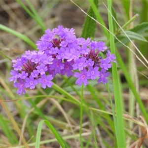 Verbena rigida at Orangeville, NSW by belleandjason