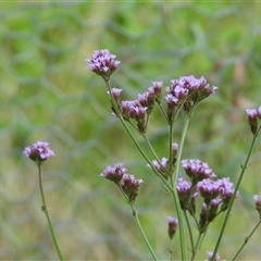 Verbena bonariensis at Orangeville, NSW - 29 Jan 2025 by belleandjason