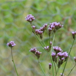 Verbena bonariensis at Orangeville, NSW by belleandjason