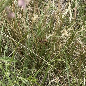 Polistes (Polistella) humilis (Common Paper Wasp) at Lyons, ACT by ran452