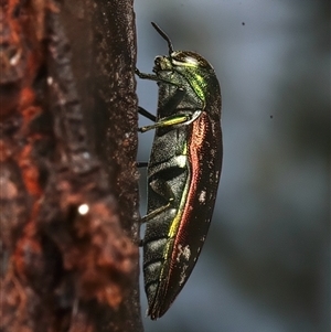 Diphucrania marmorata at Ainslie, ACT by jb2602