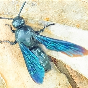 Austroscolia soror (Blue Flower Wasp) at Orangeville, NSW by belleandjason