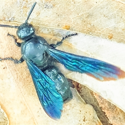 Austroscolia soror (Blue Flower Wasp) at Orangeville, NSW - 29 Jan 2025 by belleandjason