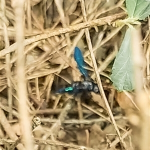 Austroscolia soror at Orangeville, NSW - 29 Jan 2025 02:09 PM