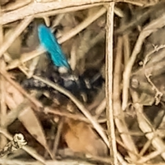 Austroscolia soror at Orangeville, NSW - 29 Jan 2025 02:09 PM