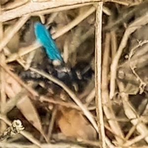 Austroscolia soror at Orangeville, NSW - 29 Jan 2025 02:09 PM
