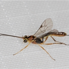 Temelucha sp. (genus) (Parasitoid wasp) at Melba, ACT - 27 Jan 2025 by kasiaaus