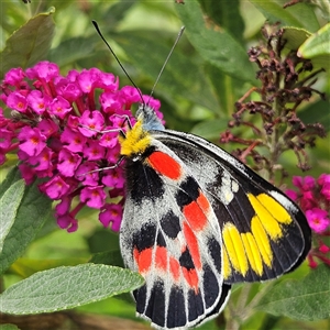 Delias harpalyce (Imperial Jezebel) at Braidwood, NSW by MatthewFrawley