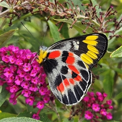 Delias harpalyce at Braidwood, NSW - 29 Jan 2025 01:53 PM