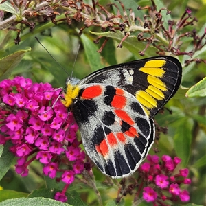 Delias harpalyce at Braidwood, NSW - 29 Jan 2025 01:53 PM