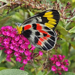 Delias harpalyce at Braidwood, NSW - 29 Jan 2025 01:53 PM