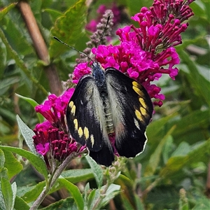 Delias harpalyce at Braidwood, NSW - 29 Jan 2025 01:53 PM