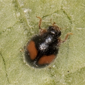 Diomus notescens (Little two-spotted ladybird) at Melba, ACT by kasiaaus