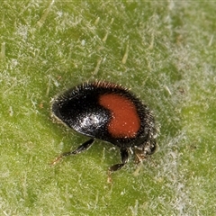 Diomus notescens at Melba, ACT - 27 Jan 2025 01:44 PM