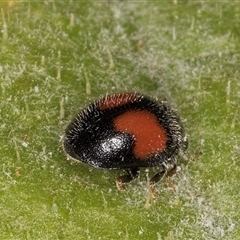 Diomus notescens at Melba, ACT - 27 Jan 2025 01:44 PM