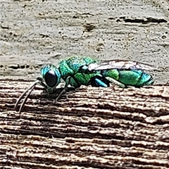 Chrysididae (family) (Cuckoo wasp or Emerald wasp) at Braidwood, NSW - 29 Jan 2025 by MatthewFrawley