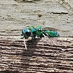 Chrysididae (family) at Braidwood, NSW - Yesterday 01:47 PM