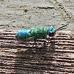 Chrysididae (family) at Braidwood, NSW - Yesterday 01:47 PM