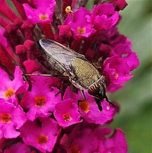 Stomorhina subapicalis (A snout fly) at Braidwood, NSW by MatthewFrawley