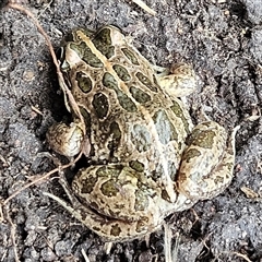 Limnodynastes tasmaniensis (Spotted Grass Frog) at Braidwood, NSW - 29 Jan 2025 by MatthewFrawley