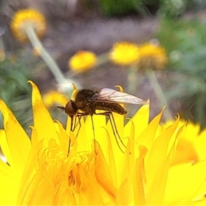 Geron sp. (genus) (Slender Bee Fly) at Chapman, ACT by CraigW