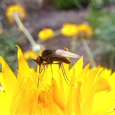 Geron sp. (genus) (Slender Bee Fly) at Chapman, ACT - 29 Jan 2025 by CraigW