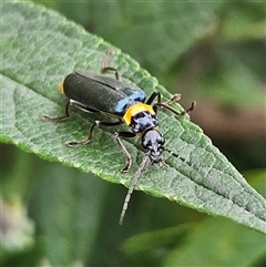 Chauliognathus lugubris (Plague Soldier Beetle) at Braidwood, NSW - 29 Jan 2025 by MatthewFrawley