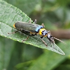 Chauliognathus lugubris at Braidwood, NSW - Yesterday 02:00 PM