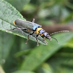 Chauliognathus lugubris at Braidwood, NSW - Yesterday 02:00 PM