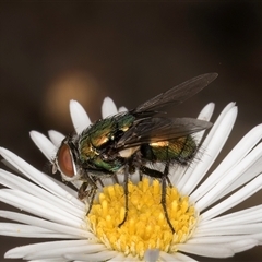 Lucilia sp. (genus) (A blowfly) at Melba, ACT - 27 Jan 2025 by kasiaaus