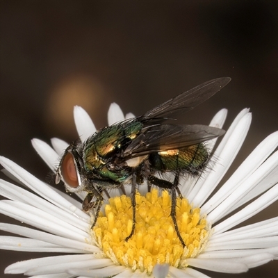 Lucilia sp. (genus) (A blowfly) at Melba, ACT - 27 Jan 2025 by kasiaaus