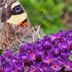 Vanessa itea (Yellow Admiral) at Braidwood, NSW - 29 Jan 2025 by MatthewFrawley