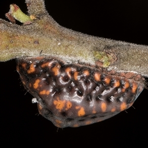 Icerya acaciae at Melba, ACT - 27 Jan 2025 01:59 PM