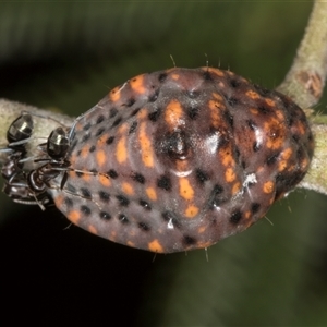 Icerya acaciae at Melba, ACT - 27 Jan 2025 01:59 PM