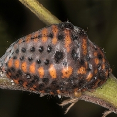 Icerya acaciae at Melba, ACT - 27 Jan 2025 01:59 PM