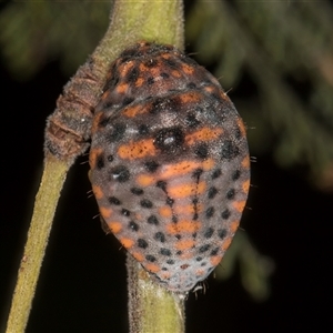 Icerya acaciae at Melba, ACT - 27 Jan 2025 01:59 PM