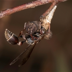 Ropalidia plebeiana (Small brown paper wasp) at Melba, ACT - 27 Jan 2025 by kasiaaus