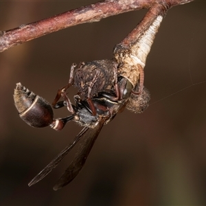 Ropalidia plebeiana (Small brown paper wasp) at Melba, ACT by kasiaaus