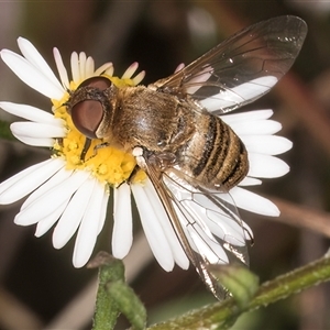 Villa sp. (genus) (Unidentified Villa bee fly) at Melba, ACT by kasiaaus