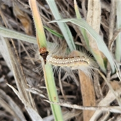 Uraba lugens (Gumleaf Skeletonizer) at Weetangera, ACT - 28 Jan 2025 by sangio7